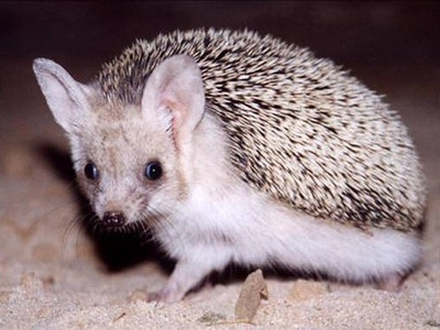 Long-eared hedgehog