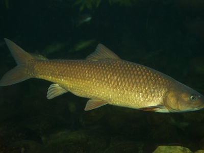 Long-finned Barb