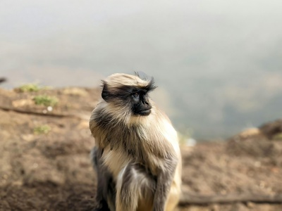 Long-haired Spider Monkey