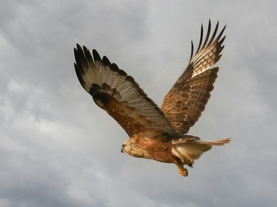 Long-legged Buzzard