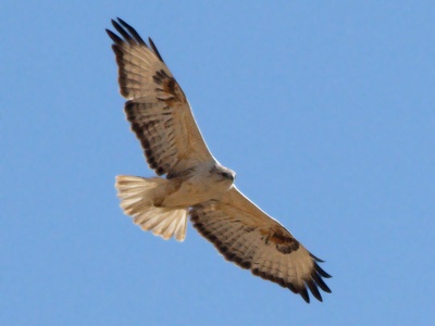 Long-legged Buzzard