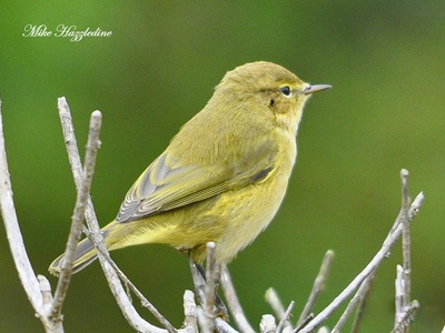 Long-legged Warbler