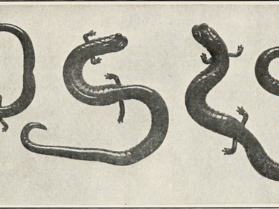 Long-limbed Salamander