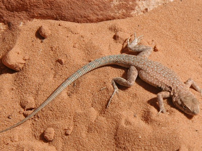 Long-nosed Desert Lizard