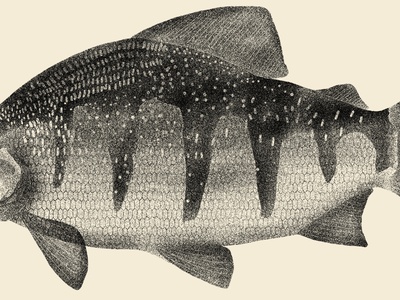 Long-nosed Distichodus