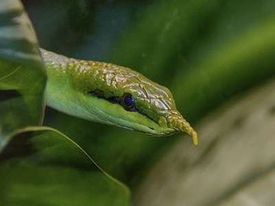Long-nosed Snake