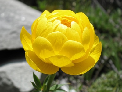 Long-sepal Globeflower