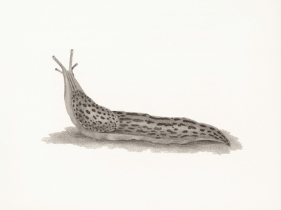 Long-snouted Distichodus