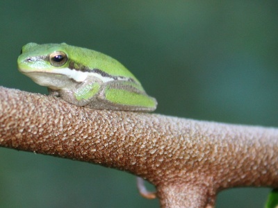 Long-snouted Frog