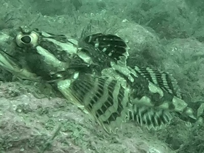 Long-spined Bullhead