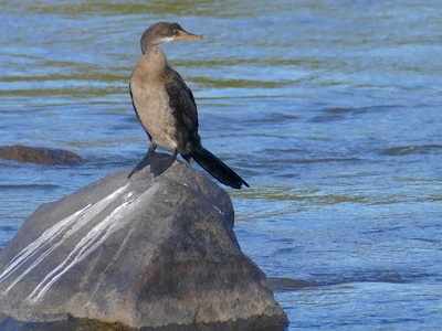 Long-tailed Cormorant