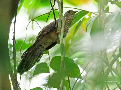 Long-tailed Cuckoo
