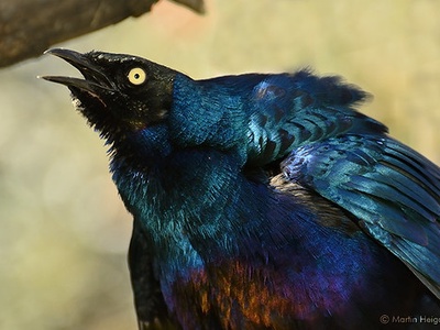 Long-tailed Glossy Starling