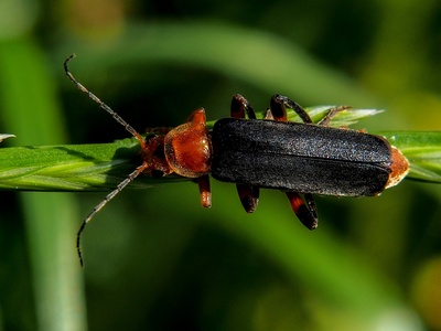 Long-toed Water Beetle