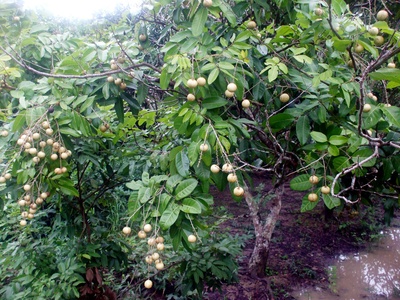Longan