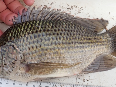 Longfin Tilapia