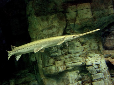 Longnose Gar