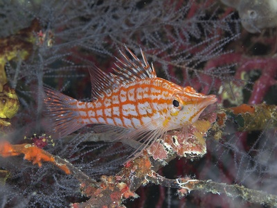 Longnose hawkfish