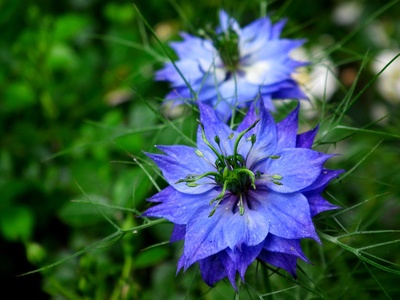 Love-in-a-Mist