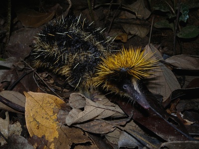 Lowland streaked tenrec
