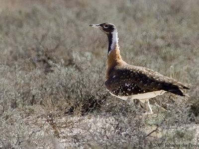 Ludwig's Bustard