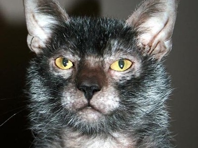Lykoi