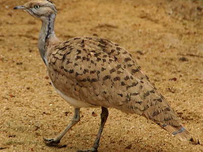 MacQueen's bustard