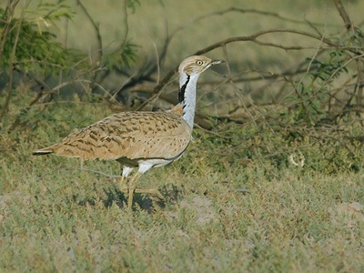 Macqueen's Bustard