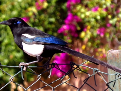Maghreb Magpie