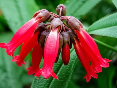 Magnificent Lipstick Plant