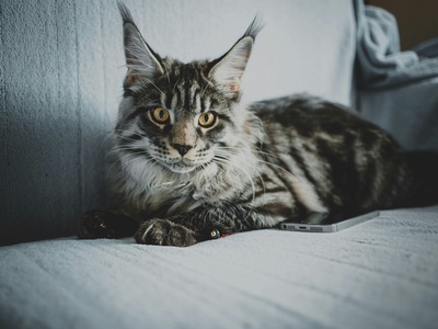 Maine Coon
