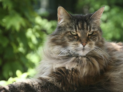 Maine Coon