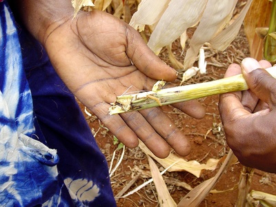 Maize Stalk Borer