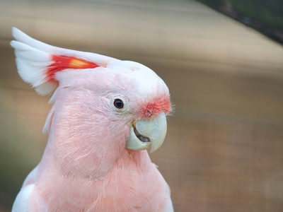 Major Mitchell's cockatoo
