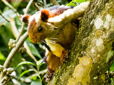 Malabar Giant Squirrel