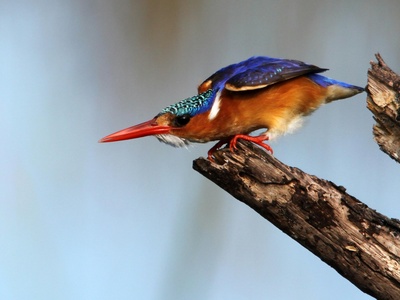 Malachite kingfisher
