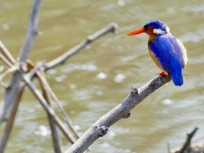 Malachite Kingfisher
