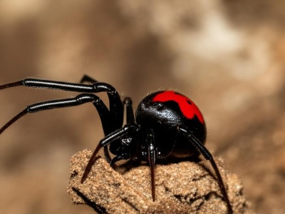 Malagasy Black Widow