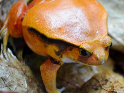 Malagasy Tomato Frog