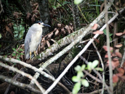 Maldivian Little Heron