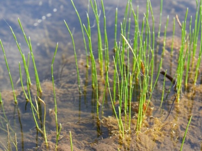 Malinverno quillwort