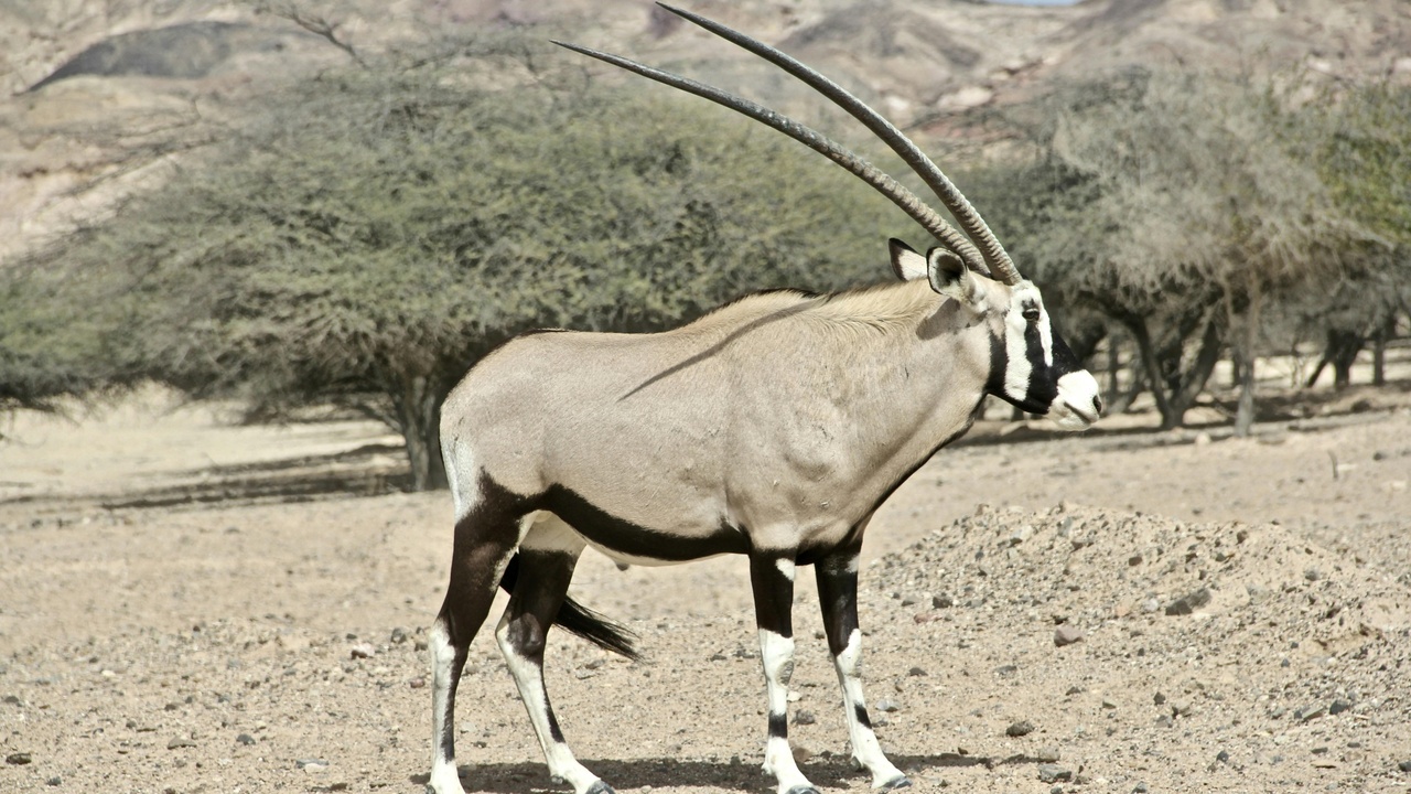Arabian oryx in Shaumari Wildlife Reserve, Jordan