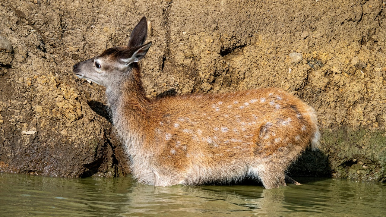 Mammal species and monitoring efforts in Korean national parks