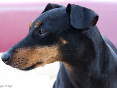 Manchester Terrier (Standard)