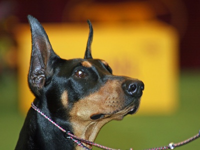 Manchester Terrier (Toy)