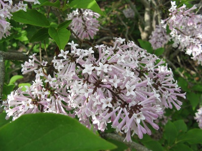 Manchurian Lilac