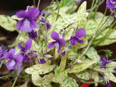 Manchurian Violet