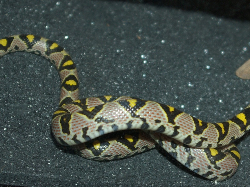 The Complete List of Colorful Snakes - Flora Fauna Fun