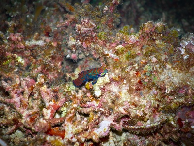 Mandarinfish
