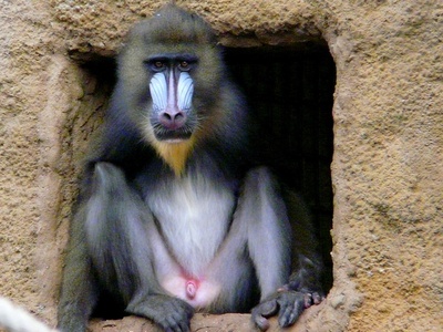 Mandrill